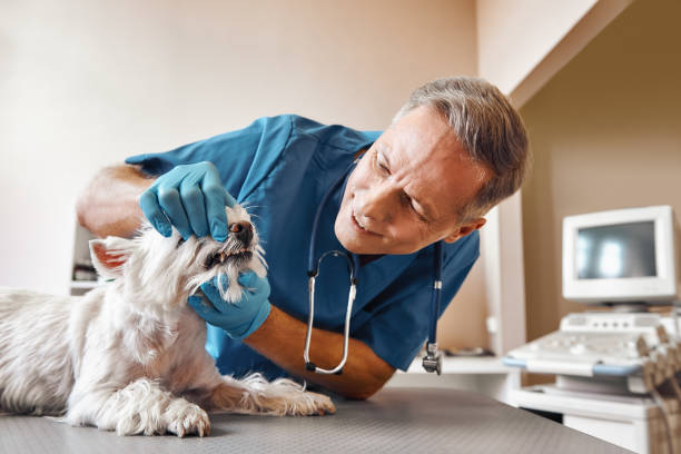 Best Emergency Root Canal Treatment in Wlow Springs, IL